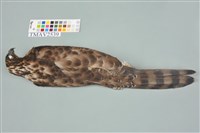 鳳頭蒼鷹藏品圖，第5張